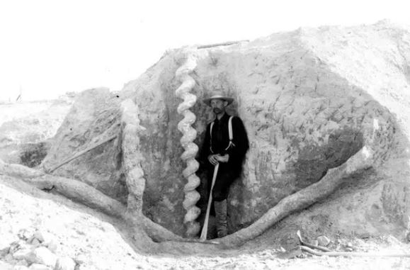 Ai là người đã làm ra "cái vặn nút chai của quỷ" cao hơn hai mét này từ hàng triệu năm trước?