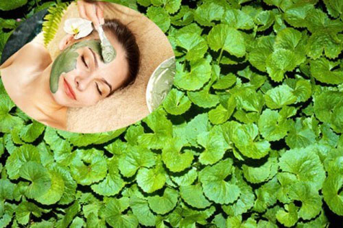 Cách làm mặt nạ trị mụn từ rau má hiệu quả hơn cả mỹ phẩm tiền triệu