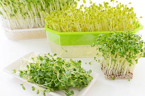 Độc hại chết người từ rau mầm mẹ nên biết