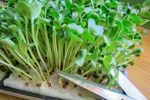 Hướng dẫn cách trồng rau mầm bằng giấy ăn đơn giản