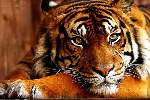 Những người sinh năm này trong năm 2021 chắc chắn làm kinh doanh sẽ hanh thông thuận lợi, phát tài may mắn