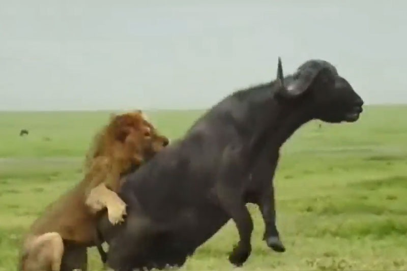 Clip: Sư tử đực trổ tài hạ gục trâu rừng trong 'một nốt nhạc'