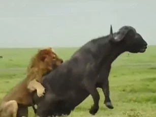 Clip: Sư tử đực trổ tài hạ gục trâu rừng trong 'một nốt nhạc'