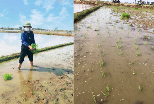 Lần đầu đi cấy lúa cho bố mẹ vợ, chàng trai khiến dân mạng cười đau bụng