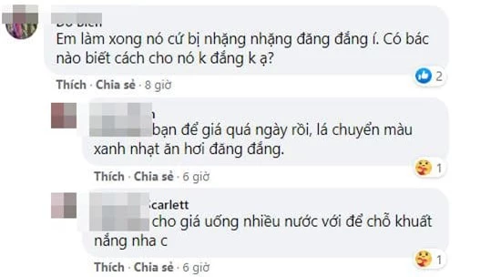 giá đỗ bị gầy 3