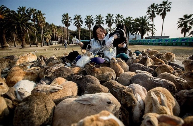 Người dân gọi đảo Okunoshima, Nhật Bản là “đảo thỏ”. Nơi đây từng là một cơ sở sản xuất vũ khí hóa học bí mật của quân đội Nhật Bản, chính quyền mang thỏ ra đảo trong quá khứ để thử nghiệm các chất độc. Cơ sở đã đóng cửa năm 1945, nhưng số lượng thỏ ngày càng tăng lên. Người dân cho biết hàng trăm con thỏ đang sống trên đảo hiện nay và trở thành nét độc đáo của địa phương.