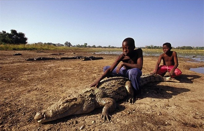 Người dân làng Bazoule, Burkina Faso, rất thân thiết với những con cá sấu đã sống ở đây từ hàng trăm năm. Người địa phương tôn sùng loài bò sát này vì họ tin rằng sự may mắn của các ngôi làng liên quan trực tiếp đến sự tồn tại của loài cá sấu. Những con cá sấu sông Nile có thể dài đến 6 mét khi trưởng thành, chúng sống bên cạnh dân làng. Người dân đã huấn luyện chúng để người lạ có thể đi bộ an toàn giữa các con cá sấu và thậm chí giữ đuôi chúng.