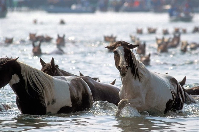 Đảo Assateague, Mỹ, cách Maryland và Virginia khoảng 60km, là nhà của hơn 300 con ngựa. Chúng được cho là chạy đến đảo sau khi sống sót trong từ một vụ đắm tàu. Một giả thuyết khác là người dân mang ngựa ra đảo từ thế kỉ 17. Cách tốt nhất để xem những chú ngựa là đi thuyền kayak dọc theo tuyến đường thủy của đảo.