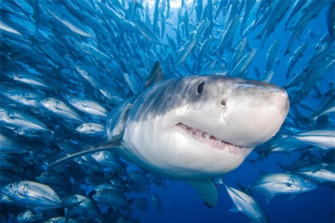 Thế giới đã mất 70% số cá mập chỉ trong 50 năm - Ảnh 2.