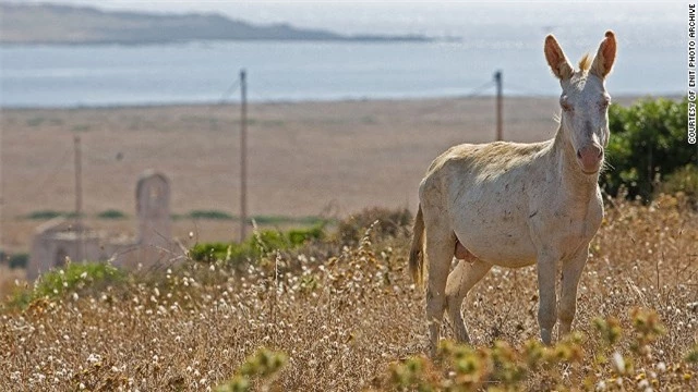 Đảo Asinara ở ngoài khơi bờ biển Sardinia  từng là một trại giam. Hiện nay, Asinara là nơi cư ngụ của hơn 650 loài động vật, gồm lừa bạch tạng. Du khách tới đảo có thể tham gia nhiều hoạt động như ngắm chim, câu cá, chèo thuyền, cưỡi ngựa… 