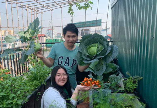 Ca sĩ Trọng Tấn và con gái thu hoạch rau trồng trên tầng thượng