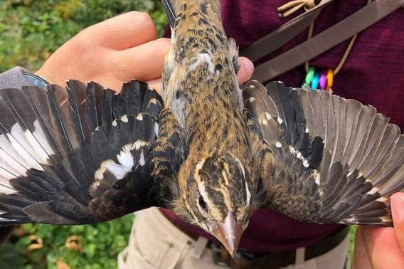 Phát hiện chim nửa trống nửa mái quý hiếm ở Mỹ