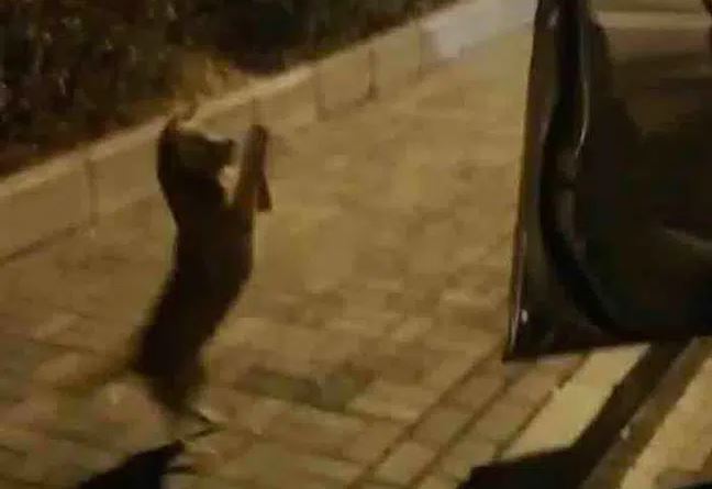 Chú chó rơi nước mắt khi được người đi đường cho ăn nhưng nhất quyết không chịu lên xe, nguyên nhân khiến ai cũng thương xót