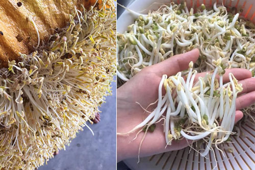 Hội chị em thử làm giá đỗ tại nhà nhưng thành quả 'gầy', bị đắng, lý do sai ở đâu?