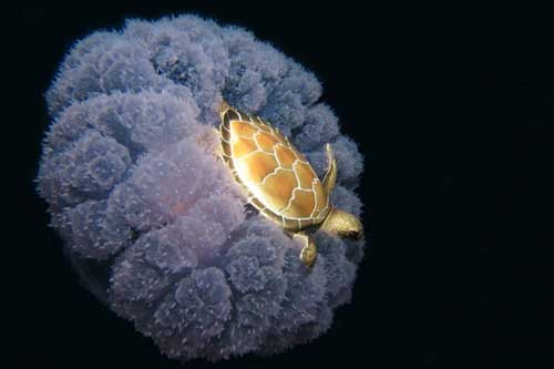 Những khoảnh khắc tuyệt diệu đến khó tin của thế giới