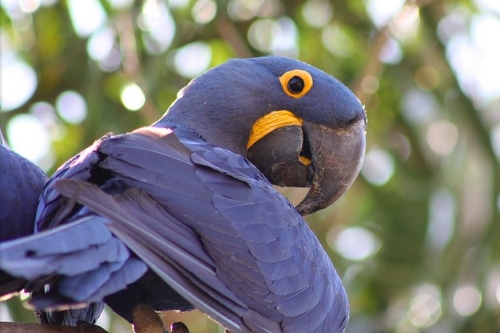 Loài vẹt thông minh vì chúng tiến hóa như linh trưởng?