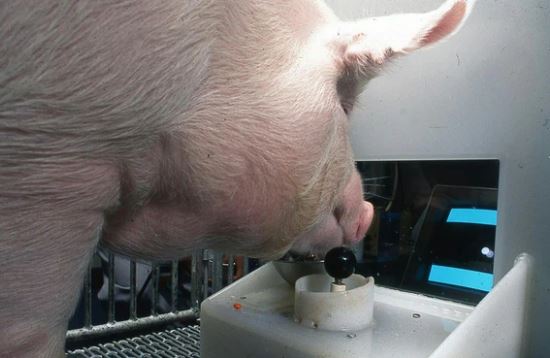 Đừng so sánh đồng đội 'như lợn', vì hóa ra lợn cũng có thể chơi game