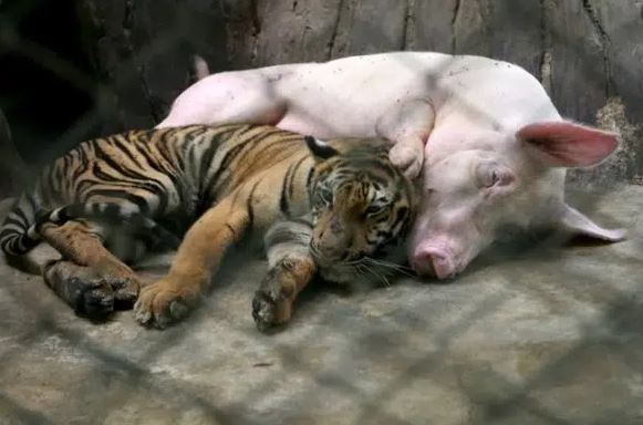 Hổ con sắp chết đói vì không có sữa mẹ liền được đưa vào sống chung với "mẹ lợn" và thái độ của nó khi trưởng thành khiến ai cũng bất ngờ