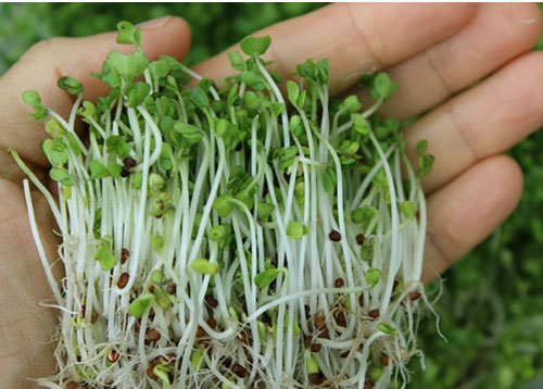 6 món ngon nhưng dễ gây ngộ độc