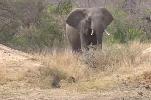 CLIP: Voi rừng động lòng trắc ẩn, rượt đuổi báo hoa cứu linh dương