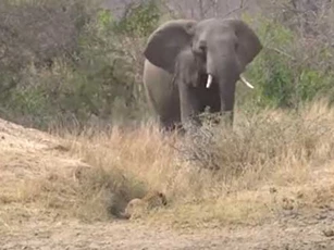 CLIP: Voi rừng động lòng trắc ẩn, rượt đuổi báo hoa cứu linh dương