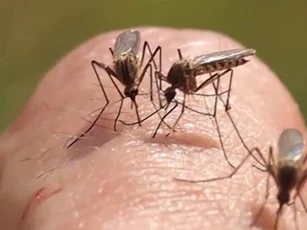 Vì sao muỗi đốt người này nhưng lại bỏ qua người khác?