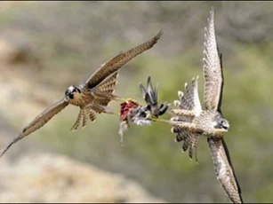 Cận cảnh pha săn mồi đẫm máu của chim ưng