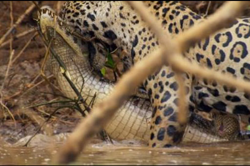 Báo đốm đoạt mạng cá sấu dài hơn 3m ngoạn mục