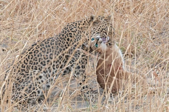 Linh miêu ngủ quên chết thảm dưới tay báo đốm