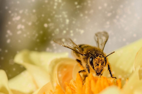 Phát hiện bằng chứng loài ong hiểu được số 0 nhỏ hơn 1?