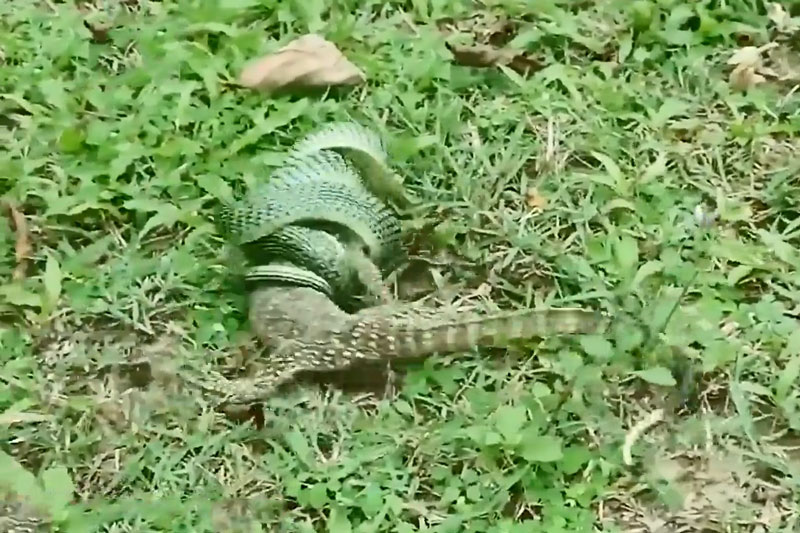 Clip: Thằn lằn giãy giụa tìm cách thoát khỏi miệng rắn lục