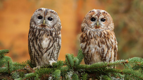 Biến đổi khí hậu làm cho các loài động vật trở nên sẫm màu hơn?