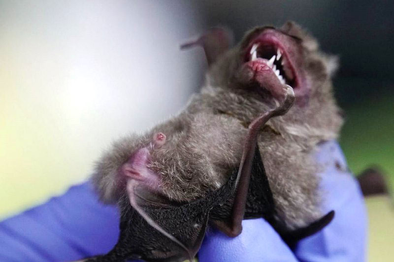 Bác bỏ nghi ngờ dịch Covid-19 có thể xuất phát từ Thái Lan