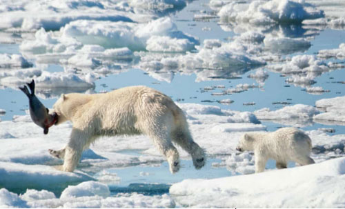Băng tan khiến gấu Bắc Cực khó sinh sống