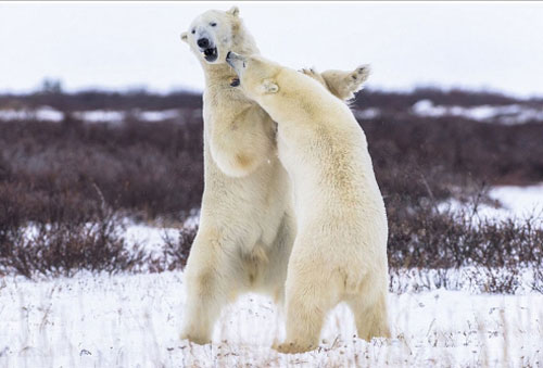 Hai con gấu trắng Bắc Cực "đọ quyền" giữa tuyết lạnh