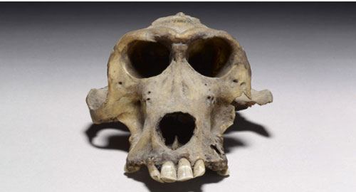 Hộp sọ khỉ đầu chó 3.300 tuổi hé lộ lịch sử vương quốc cổ đại bí ẩn