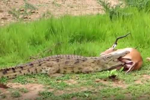 CLIP: Cận kề cái chết, linh dương bất ngờ tung cước đá bật hàm cá sấu và cái kết gây 'sốc'