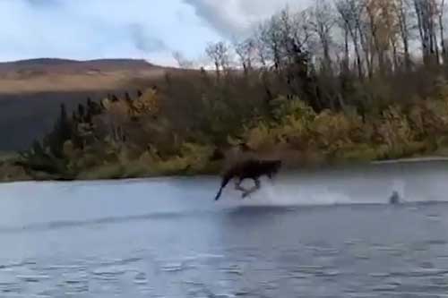 CLIP: Cảnh tượng nai sừng tấm 'khinh công' trên mặt nước khiến dân mạng sửng sốt