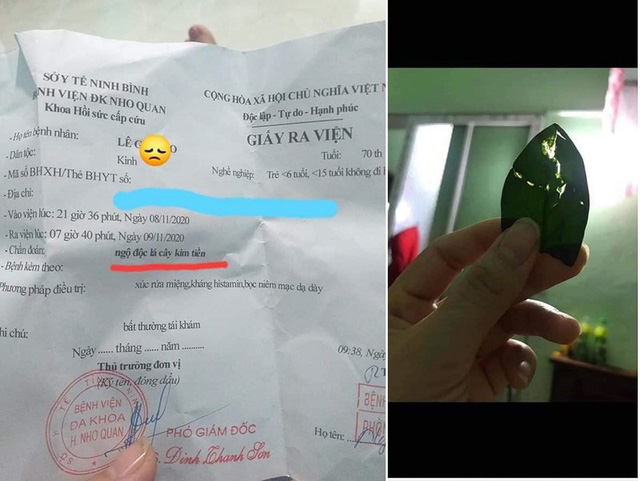 Loại cây nhiều người nghĩ trồng trong nhà "hút lộc" nhưng thực tế cực độc nếu ăn phải, cần cảnh giác và biết cách xử trí
