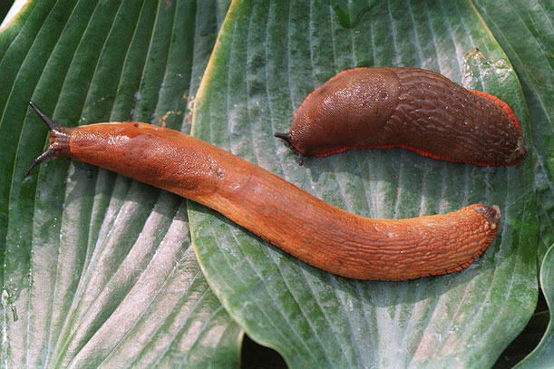 Vì lời thách thức của bạn, thanh niên lập tức nhai sống con sên để rồi nhận kết cục thảm khốc, những hình ảnh cuối đời gây xót xa