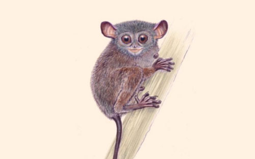 Phát hiện loài khỉ lùn Tarsius niemitzi