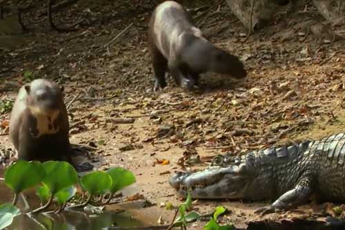 CLIP: Đi lạc vào lãnh địa cấm, hung thần Amazon chết thảm bởi gia đình rái cá