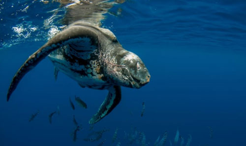 Động vật thay đổi hành vi do Trái Đất nóng lên