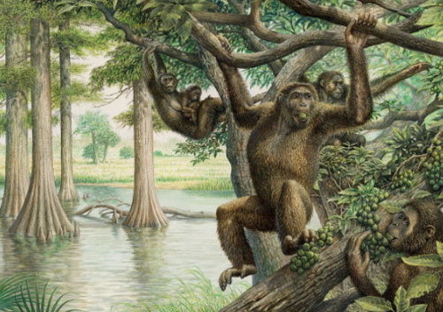 Tổ tiên loài người chưa bao giờ đi bằng bốn chân?