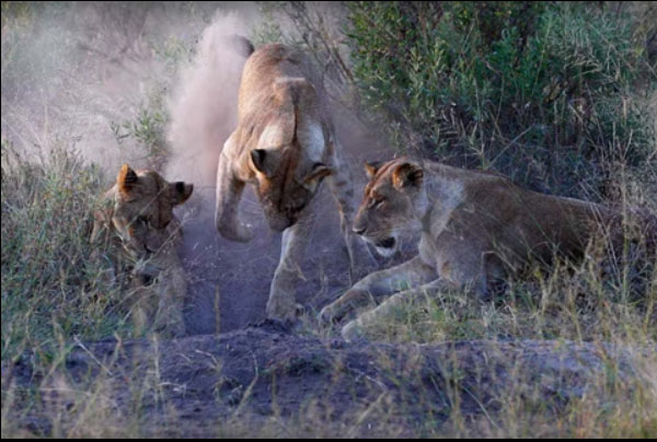 Bầy sư tử đào hang, lôi lợn rừng lên chén thịt