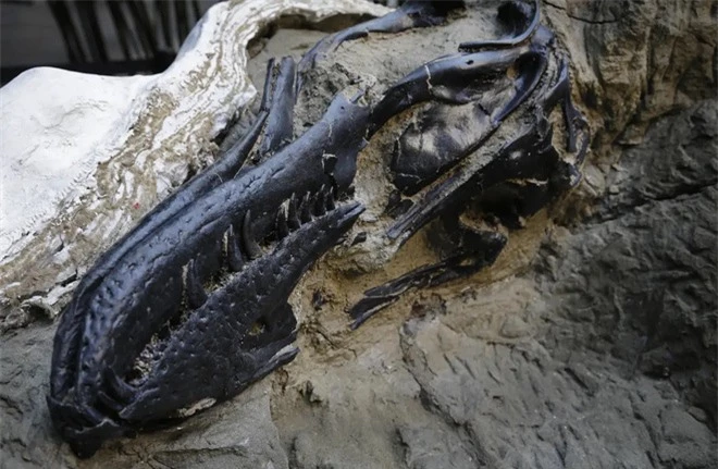Bí ẩn hai chú khủng long mắc kẹt trong hoá thạch sau cuộc chiến sinh tử làm đau đầu các nhà khoa học - Ảnh 2.
