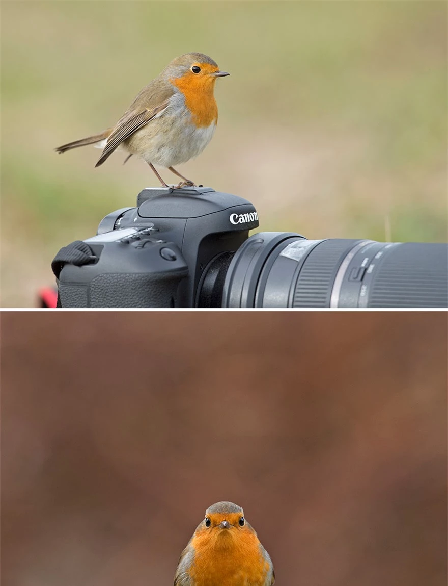 Chùm ảnh cho thấy lý do vì sao khi chụp ảnh chim thì không nên chụp từ phía trước - Ảnh 13.