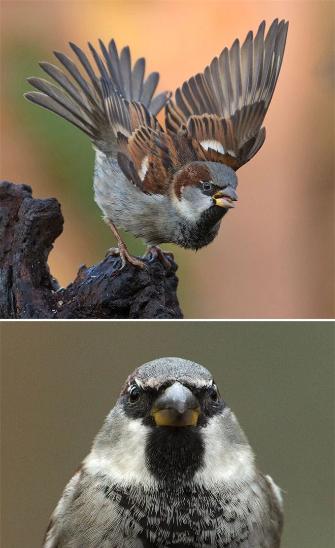 Chùm ảnh cho thấy lý do vì sao khi chụp ảnh chim thì không nên chụp từ phía trước - Ảnh 19.
