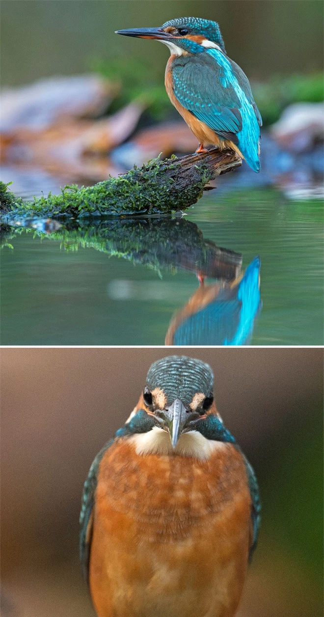 Chùm ảnh cho thấy lý do vì sao khi chụp ảnh chim thì không nên chụp từ phía trước - Ảnh 20.