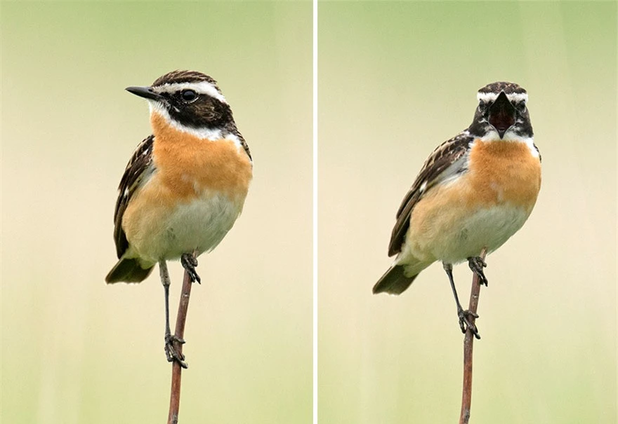 Chùm ảnh cho thấy lý do vì sao khi chụp ảnh chim thì không nên chụp từ phía trước - Ảnh 35.